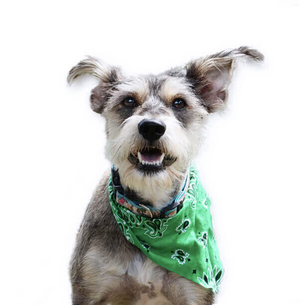 Pet Bandanas