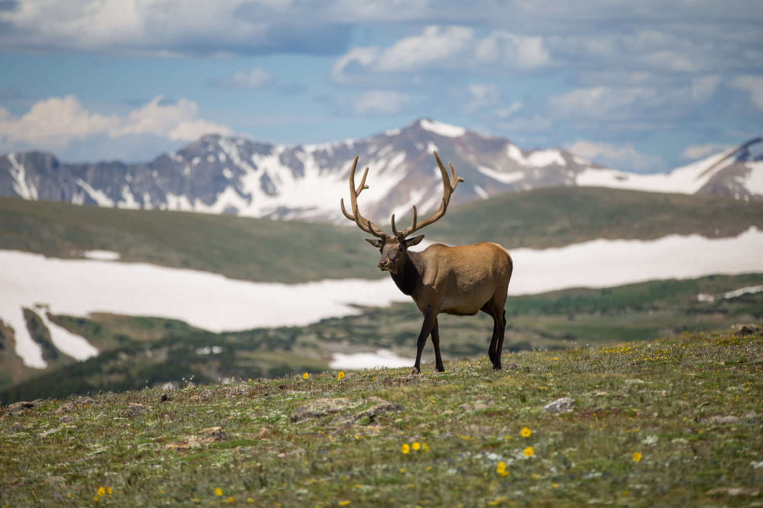 The Colorado Collection