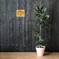 Aspen Leaves Framed Print